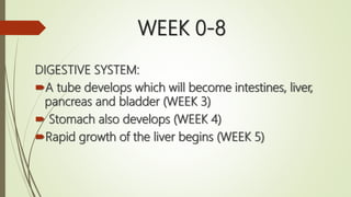 WEEK 0-8
DIGESTIVE SYSTEM:
A tube develops which will become intestines, liver,
pancreas and bladder (WEEK 3)
 Stomach also develops (WEEK 4)
Rapid growth of the liver begins (WEEK 5)
 