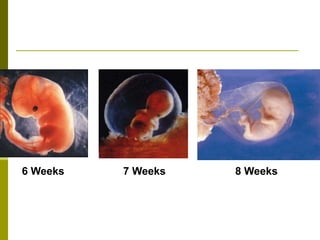 Fetal development | PPT