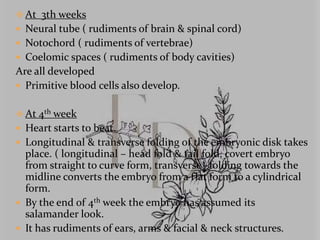 Fetal development | PPTX