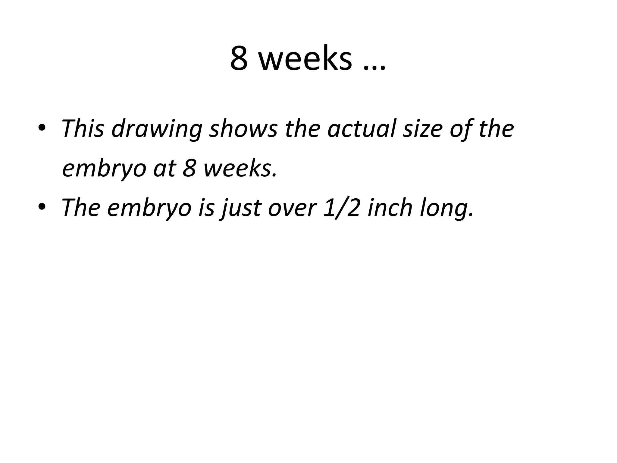 8 weeks …
• This drawing shows the actual size of the
embryo at 8 weeks.
• The embryo is just over 1/2 inch long.
 