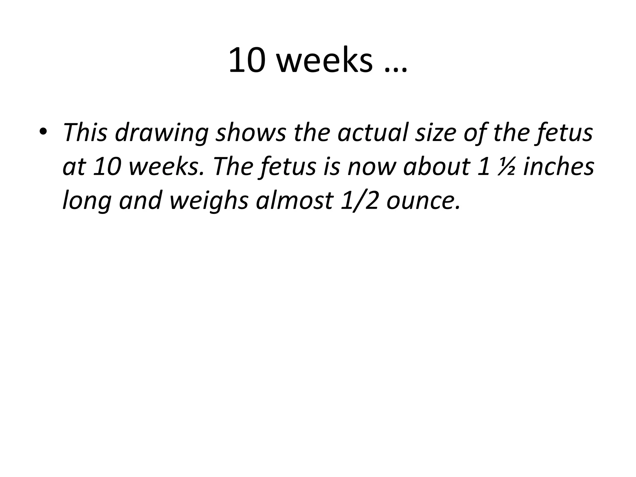10 weeks …
• This drawing shows the actual size of the fetus
at 10 weeks. The fetus is now about 1 ½ inches
long and weighs almost 1/2 ounce.
 