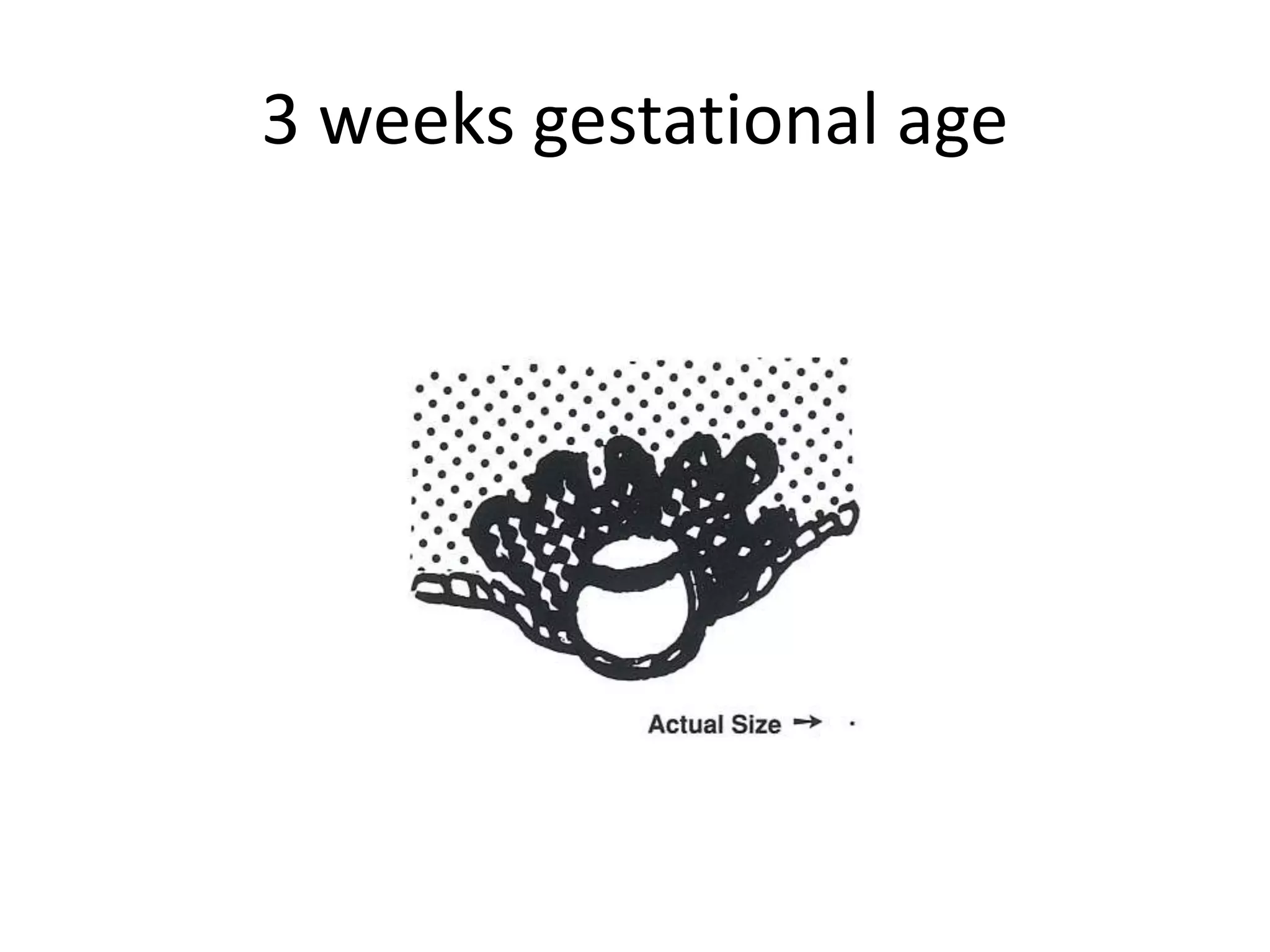 3 weeks gestational age
 