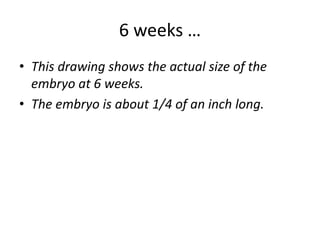 6 weeks …
• This drawing shows the actual size of the
embryo at 6 weeks.
• The embryo is about 1/4 of an inch long.
 