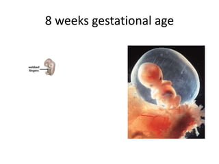 8 weeks gestational age
 