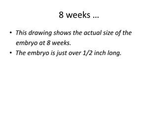 8 weeks …
• This drawing shows the actual size of the
embryo at 8 weeks.
• The embryo is just over 1/2 inch long.
 