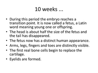 10 weeks ...
• During this period the embryo reaches a
transition point. It is now called a fetus, a Latin
word meaning young one or offspring.
• The head is about half the size of the fetus and
the tail has disappeared.
• The fetus now has a distinct human appearance.
• Arms, legs, fingers and toes are distinctly visible.
• The first real bone cells begin to replace the
cartilage.
• Eyelids are formed.
 