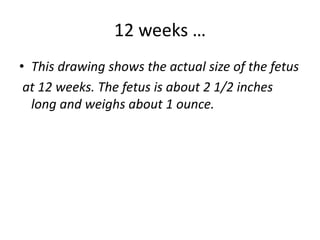 12 weeks …
• This drawing shows the actual size of the fetus
at 12 weeks. The fetus is about 2 1/2 inches
long and weighs about 1 ounce.
 