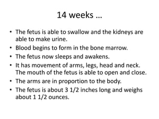 14 weeks …
• The fetus is able to swallow and the kidneys are
able to make urine.
• Blood begins to form in the bone marrow.
• The fetus now sleeps and awakens.
• It has movement of arms, legs, head and neck.
The mouth of the fetus is able to open and close.
• The arms are in proportion to the body.
• The fetus is about 3 1/2 inches long and weighs
about 1 1/2 ounces.
 