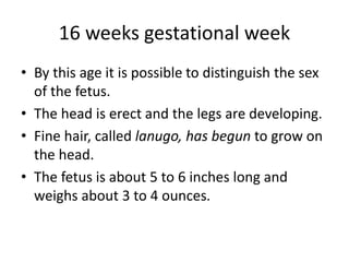 16 weeks gestational week
• By this age it is possible to distinguish the sex
of the fetus.
• The head is erect and the legs are developing.
• Fine hair, called lanugo, has begun to grow on
the head.
• The fetus is about 5 to 6 inches long and
weighs about 3 to 4 ounces.
 