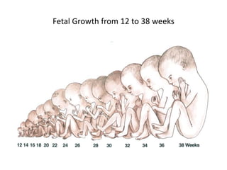 Fetal Growth from 12 to 38 weeks
 