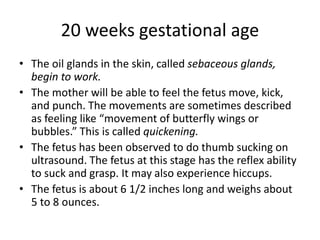 20 weeks gestational age
• The oil glands in the skin, called sebaceous glands,
begin to work.
• The mother will be able to feel the fetus move, kick,
and punch. The movements are sometimes described
as feeling like “movement of butterfly wings or
bubbles.” This is called quickening.
• The fetus has been observed to do thumb sucking on
ultrasound. The fetus at this stage has the reflex ability
to suck and grasp. It may also experience hiccups.
• The fetus is about 6 1/2 inches long and weighs about
5 to 8 ounces.
 