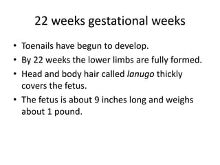 22 weeks gestational weeks
• Toenails have begun to develop.
• By 22 weeks the lower limbs are fully formed.
• Head and body hair called lanugo thickly
covers the fetus.
• The fetus is about 9 inches long and weighs
about 1 pound.
 