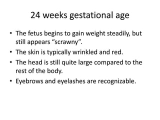 24 weeks gestational age
• The fetus begins to gain weight steadily, but
still appears “scrawny”.
• The skin is typically wrinkled and red.
• The head is still quite large compared to the
rest of the body.
• Eyebrows and eyelashes are recognizable.
 