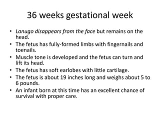 36 weeks gestational week
• Lanugo disappears from the face but remains on the
head.
• The fetus has fully-formed limbs with fingernails and
toenails.
• Muscle tone is developed and the fetus can turn and
lift its head.
• The fetus has soft earlobes with little cartilage.
• The fetus is about 19 inches long and weighs about 5 to
6 pounds.
• An infant born at this time has an excellent chance of
survival with proper care.
 