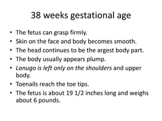 38 weeks gestational age
• The fetus can grasp firmly.
• Skin on the face and body becomes smooth.
• The head continues to be the argest body part.
• The body usually appears plump.
• Lanugo is left only on the shoulders and upper
body.
• Toenails reach the toe tips.
• The fetus is about 19 1/2 inches long and weighs
about 6 pounds.
 