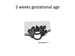 3 weeks gestational age
 