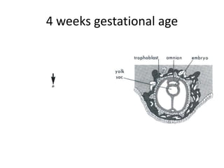 4 weeks gestational age
 