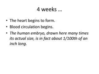4 weeks …
• The heart begins to form.
• Blood circulation begins.
• The human embryo, drawn here many times
its actual size, is in fact about 1/100th of an
inch long.
 
