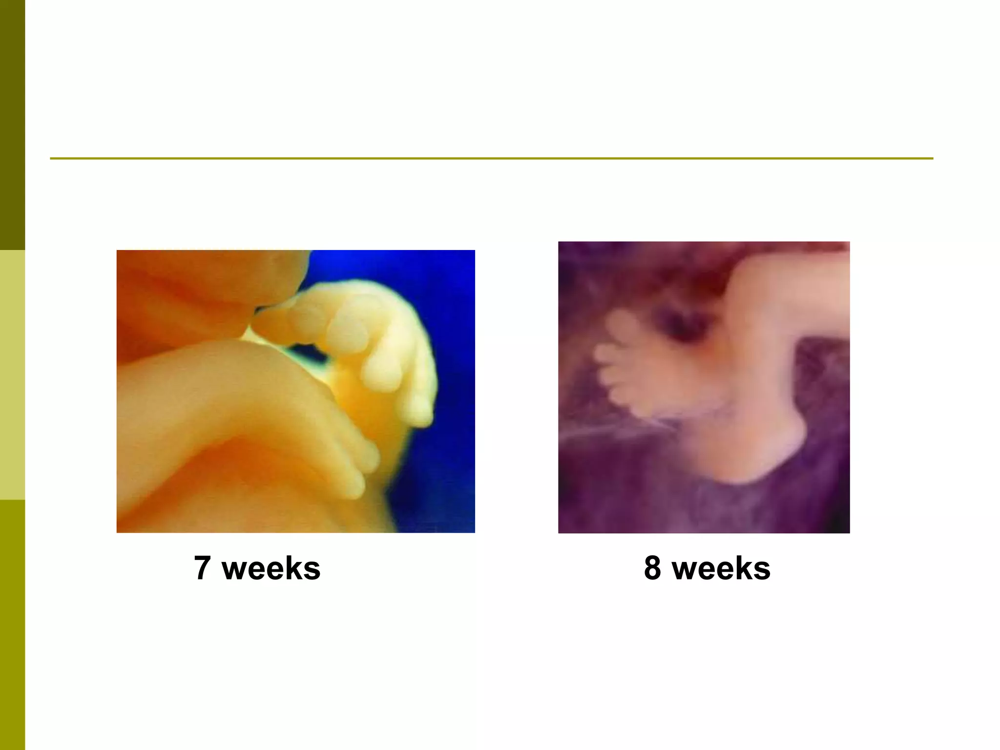 7 weeks 8 weeks
 