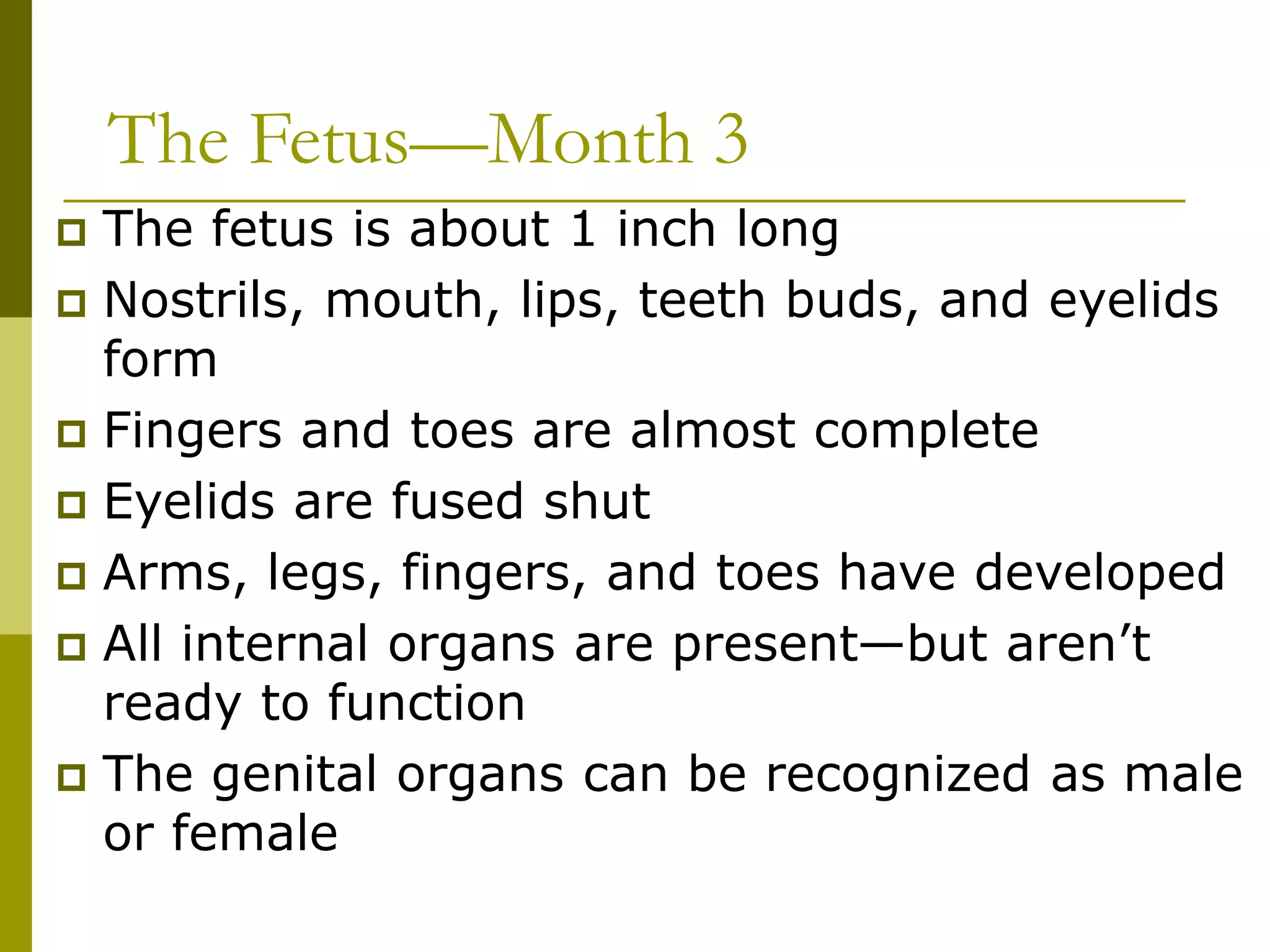 The Fetus—Month 3
 The fetus is about 1 inch long
 Nostrils, mouth, lips, teeth buds, and eyelids
form
 Fingers and toes are almost complete
 Eyelids are fused shut
 Arms, legs, fingers, and toes have developed
 All internal organs are present—but aren’t
ready to function
 The genital organs can be recognized as male
or female
 