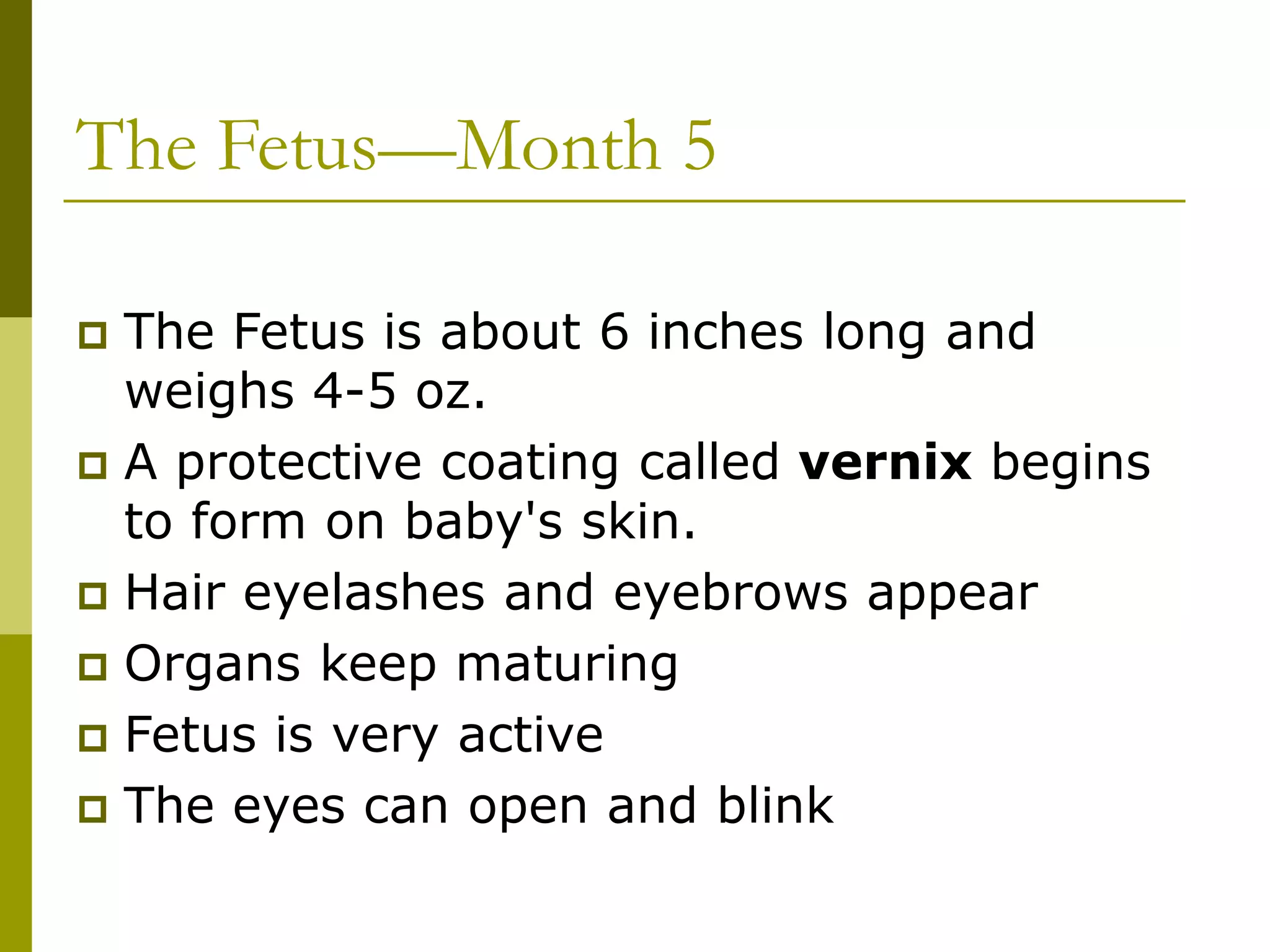 The Fetus—Month 5
 The Fetus is about 6 inches long and
weighs 4-5 oz.
 A protective coating called vernix begins
to form on baby's skin.
 Hair eyelashes and eyebrows appear
 Organs keep maturing
 Fetus is very active
 The eyes can open and blink
 