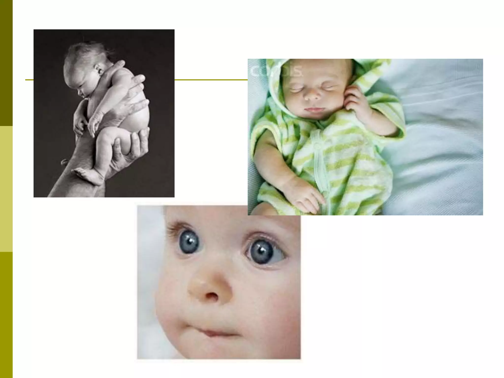 Fetal_Development.ppt