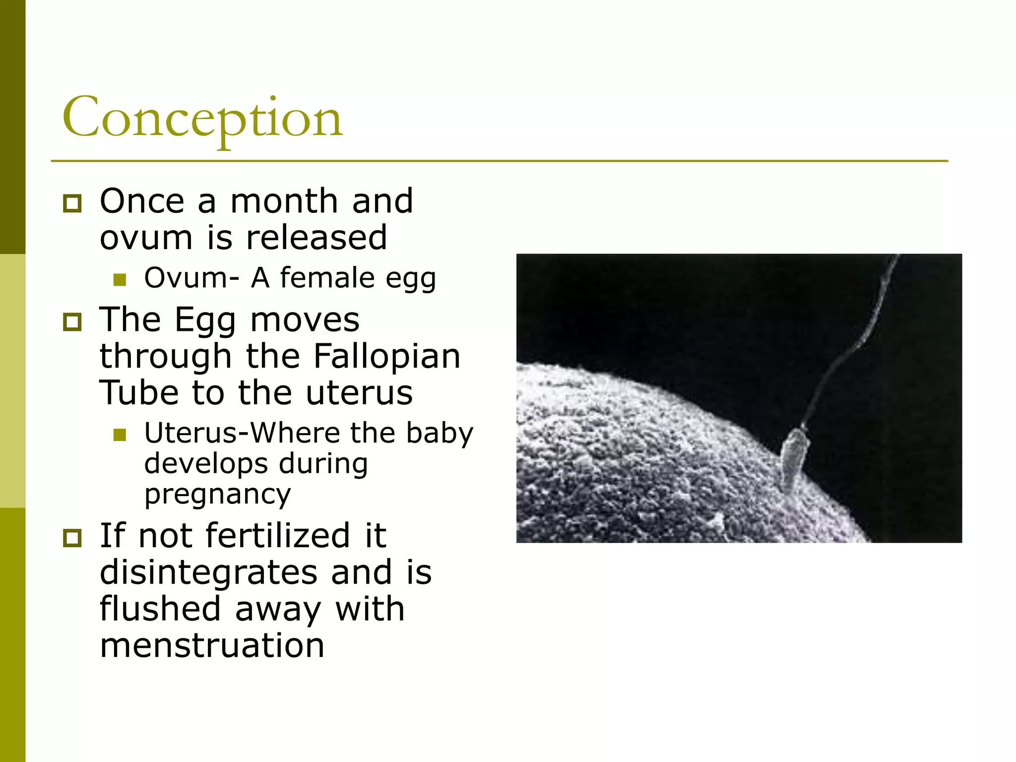 Conception
 Once a month and
ovum is released
 Ovum- A female egg
 The Egg moves
through the Fallopian
Tube to the uterus
 Uterus-Where the baby
develops during
pregnancy
 If not fertilized it
disintegrates and is
flushed away with
menstruation
 