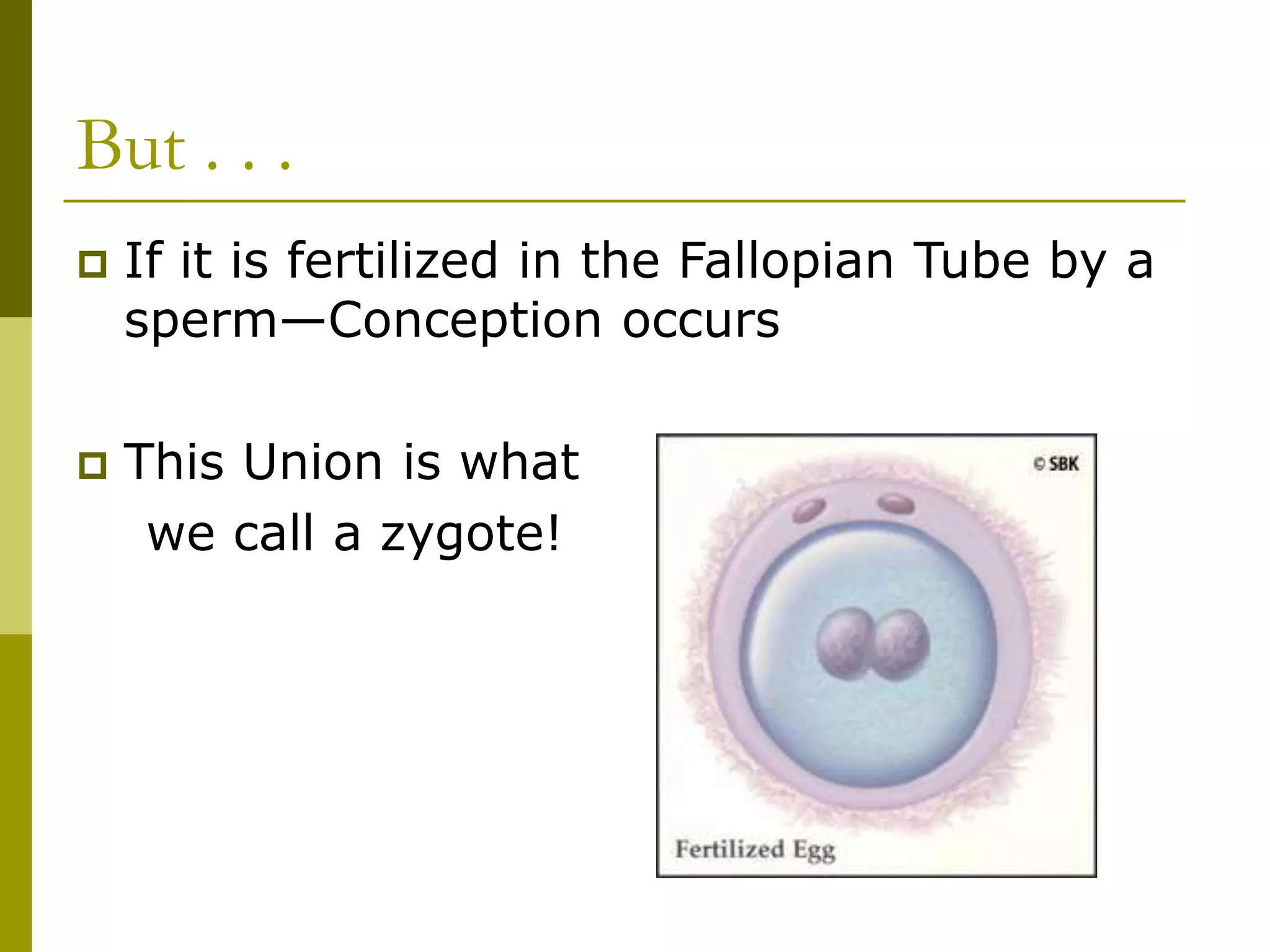 But . . .
 If it is fertilized in the Fallopian Tube by a
sperm—Conception occurs
 This Union is what
we call a zygote!
 