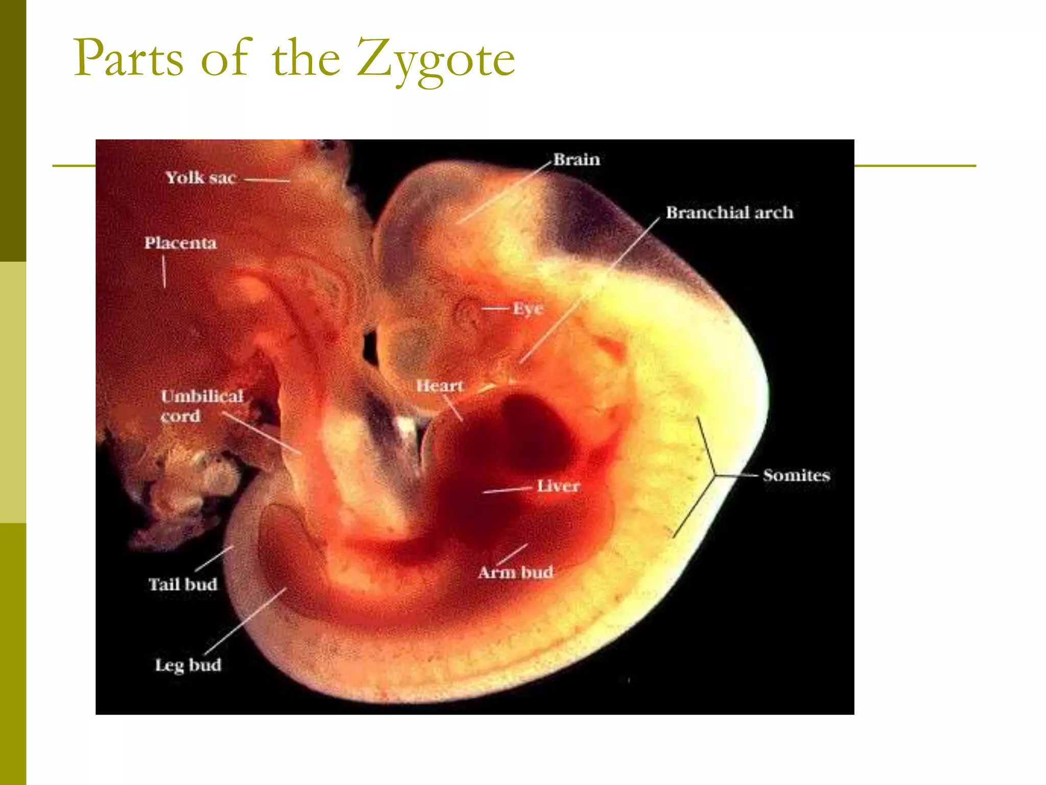 Parts of the Zygote
 