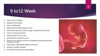 fetal development.pptx