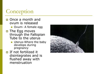 During Fetal development inside the uterus of the mother. | PPT