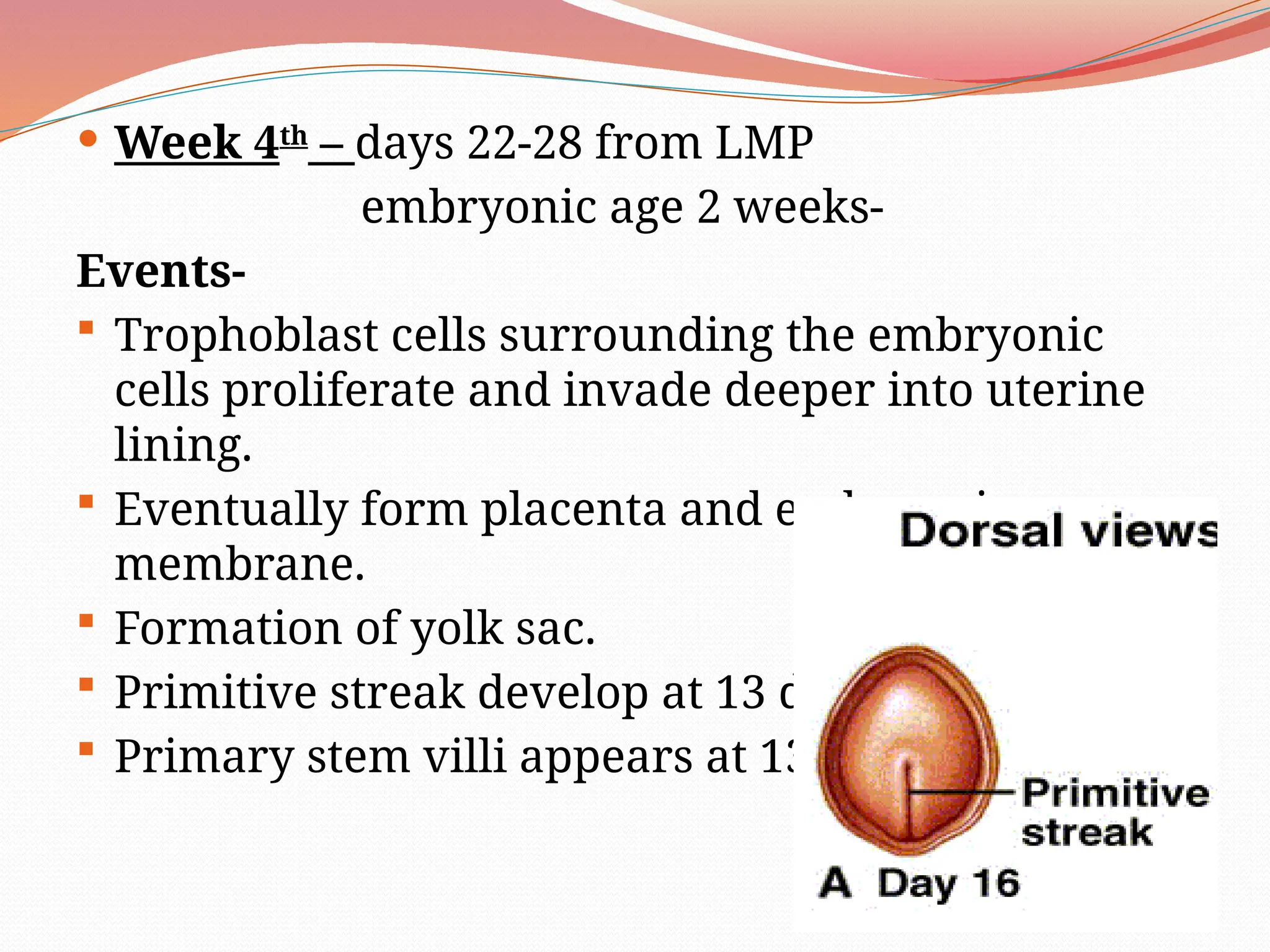 fetaldevelopment mbbs powerpoint ppt free | PPTX