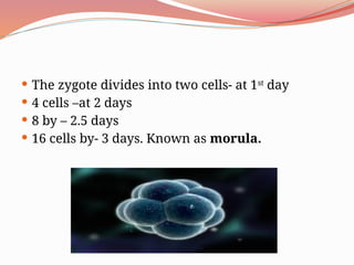  The zygote divides into two cells- at 1st
day
 4 cells –at 2 days
 8 by – 2.5 days
 16 cells by- 3 days. Known as morula.
 