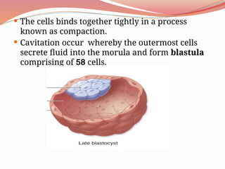  The cells binds together tightly in a process
known as compaction.
 Cavitation occur whereby the outermost cells
secrete fluid into the morula and form blastula
comprising of 58 cells.
 