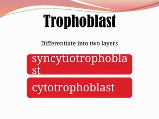 Trophoblast
Differentiate into two layers
syncytiotrophobla
st
cytotrophoblast
 