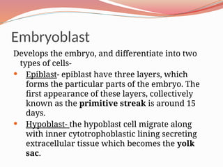 Embryoblast
Develops the embryo, and differentiate into two
types of cells-
 Epiblast- epiblast have three layers, which
forms the particular parts of the embryo. The
first appearance of these layers, collectively
known as the primitive streak is around 15
days.
 Hypoblast- the hypoblast cell migrate along
with inner cytotrophoblastic lining secreting
extracellular tissue which becomes the yolk
sac.
 