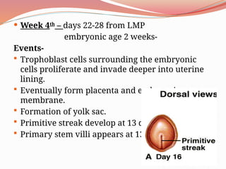  Week 4th
– days 22-28 from LMP
embryonic age 2 weeks-
Events-
 Trophoblast cells surrounding the embryonic
cells proliferate and invade deeper into uterine
lining.
 Eventually form placenta and embryonic
membrane.
 Formation of yolk sac.
 Primitive streak develop at 13 days.
 Primary stem villi appears at 13 days
 