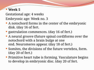  Week 5
Gestational age: 4 weeks
Embryonic age: Week no. 3
 A notochord forms in the center of the embryonic
disk. (day 16 of fert.
 gastrulation commences. (day 16 of fert.)
 A neural groove (future spinal cord)forms over the
notochord with a brain bulge at one
end. Neuromeres appear. (day 18 of fert.)
 Somites, the divisions of the future vertebra, form.
(day 20 of fert.)
 Primitive heart tube is forming. Vasculature begins
to develop in embryonic disc. (day 20 of fert.
 