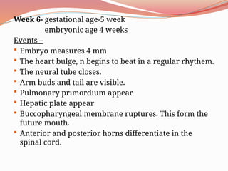 Week 6- gestational age-5 week
embryonic age 4 weeks
Events –
 Embryo measures 4 mm
 The heart bulge, n begins to beat in a regular rhythem.
 The neural tube closes.
 Arm buds and tail are visible.
 Pulmonary primordium appear
 Hepatic plate appear
 Buccopharyngeal membrane ruptures. This form the
future mouth.
 Anterior and posterior horns differentiate in the
spinal cord.
 