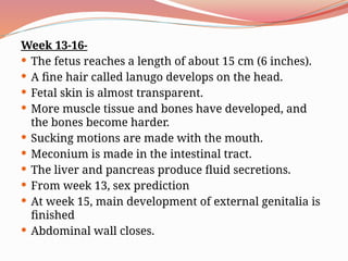 Week 13-16-
 The fetus reaches a length of about 15 cm (6 inches).
 A fine hair called lanugo develops on the head.
 Fetal skin is almost transparent.
 More muscle tissue and bones have developed, and
the bones become harder.
 Sucking motions are made with the mouth.
 Meconium is made in the intestinal tract.
 The liver and pancreas produce fluid secretions.
 From week 13, sex prediction
 At week 15, main development of external genitalia is
finished
 Abdominal wall closes.
 