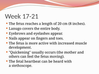 Week 17-21
 The fetus reaches a length of 20 cm (8 inches).
 Lanugo covers the entire body.
 Eyebrows and eyelashes appear.
 Nails appear on fingers and toes.
 The fetus is more active with increased muscle
development.
 "Quickening" usually occurs (the mother and
others can feel the fetus moving).
 The fetal heartbeat can be heard with
a stethoscope.
 