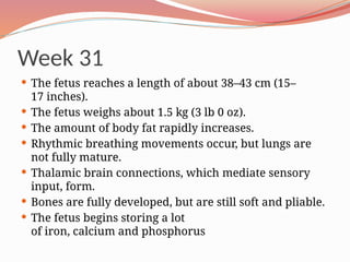 Week 31
 The fetus reaches a length of about 38–43 cm (15–
17 inches).
 The fetus weighs about 1.5 kg (3 lb 0 oz).
 The amount of body fat rapidly increases.
 Rhythmic breathing movements occur, but lungs are
not fully mature.
 Thalamic brain connections, which mediate sensory
input, form.
 Bones are fully developed, but are still soft and pliable.
 The fetus begins storing a lot
of iron, calcium and phosphorus
 