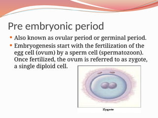 Pre embryonic period
 Also known as ovular period or germinal period.
 Embryogenesis start with the fertilization of the
egg cell (ovum) by a sperm cell (spermatozoon).
Once fertilized, the ovum is referred to as zygote,
a single diploid cell.
 