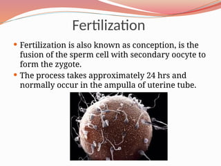 Fertilization
 Fertilization is also known as conception, is the
fusion of the sperm cell with secondary oocyte to
form the zygote.
 The process takes approximately 24 hrs and
normally occur in the ampulla of uterine tube.
 