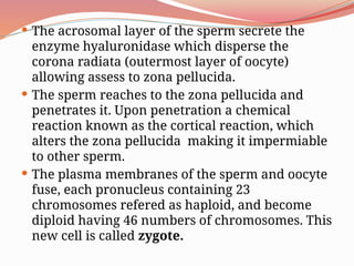  The acrosomal layer of the sperm secrete the
enzyme hyaluronidase which disperse the
corona radiata (outermost layer of oocyte)
allowing assess to zona pellucida.
 The sperm reaches to the zona pellucida and
penetrates it. Upon penetration a chemical
reaction known as the cortical reaction, which
alters the zona pellucida making it impermiable
to other sperm.
 The plasma membranes of the sperm and oocyte
fuse, each pronucleus containing 23
chromosomes refered as haploid, and become
diploid having 46 numbers of chromosomes. This
new cell is called zygote.
 