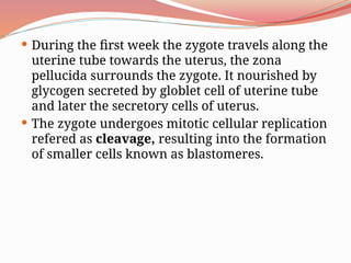  During the first week the zygote travels along the
uterine tube towards the uterus, the zona
pellucida surrounds the zygote. It nourished by
glycogen secreted by globlet cell of uterine tube
and later the secretory cells of uterus.
 The zygote undergoes mitotic cellular replication
refered as cleavage, resulting into the formation
of smaller cells known as blastomeres.
 