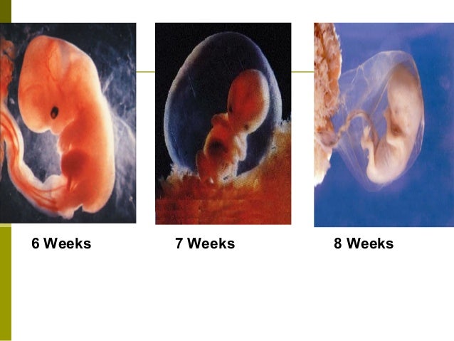 Fetal development (1)