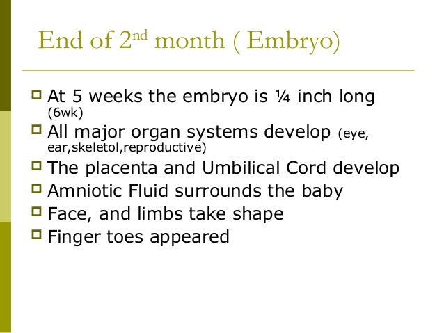 Fetal development (1)