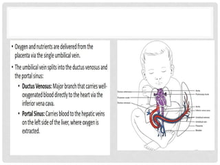 fetal development and physiology lecture | PPTX