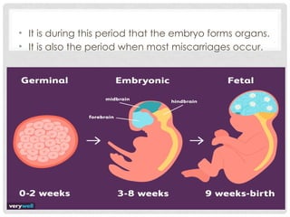 fetal development and physiology lecture | PPTX